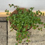 Skalník drobnolistý (Cotoneaster procumbens) ´QUEEN OF CARPET´ ⌀ 30-50 cm, kont. C2L